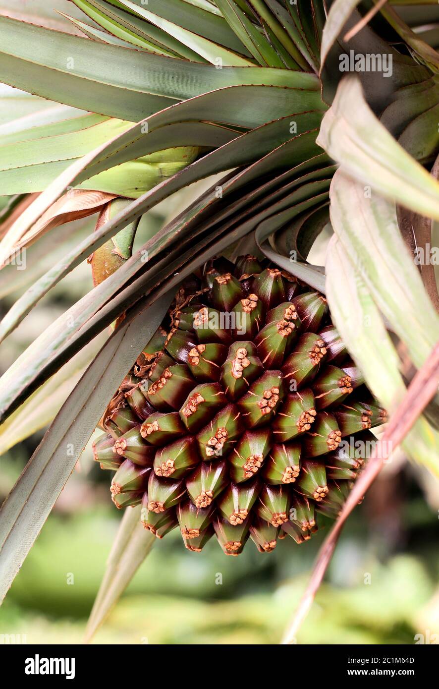 Fruit of the Yucca Palm (Yucca Stock Photo Alamy