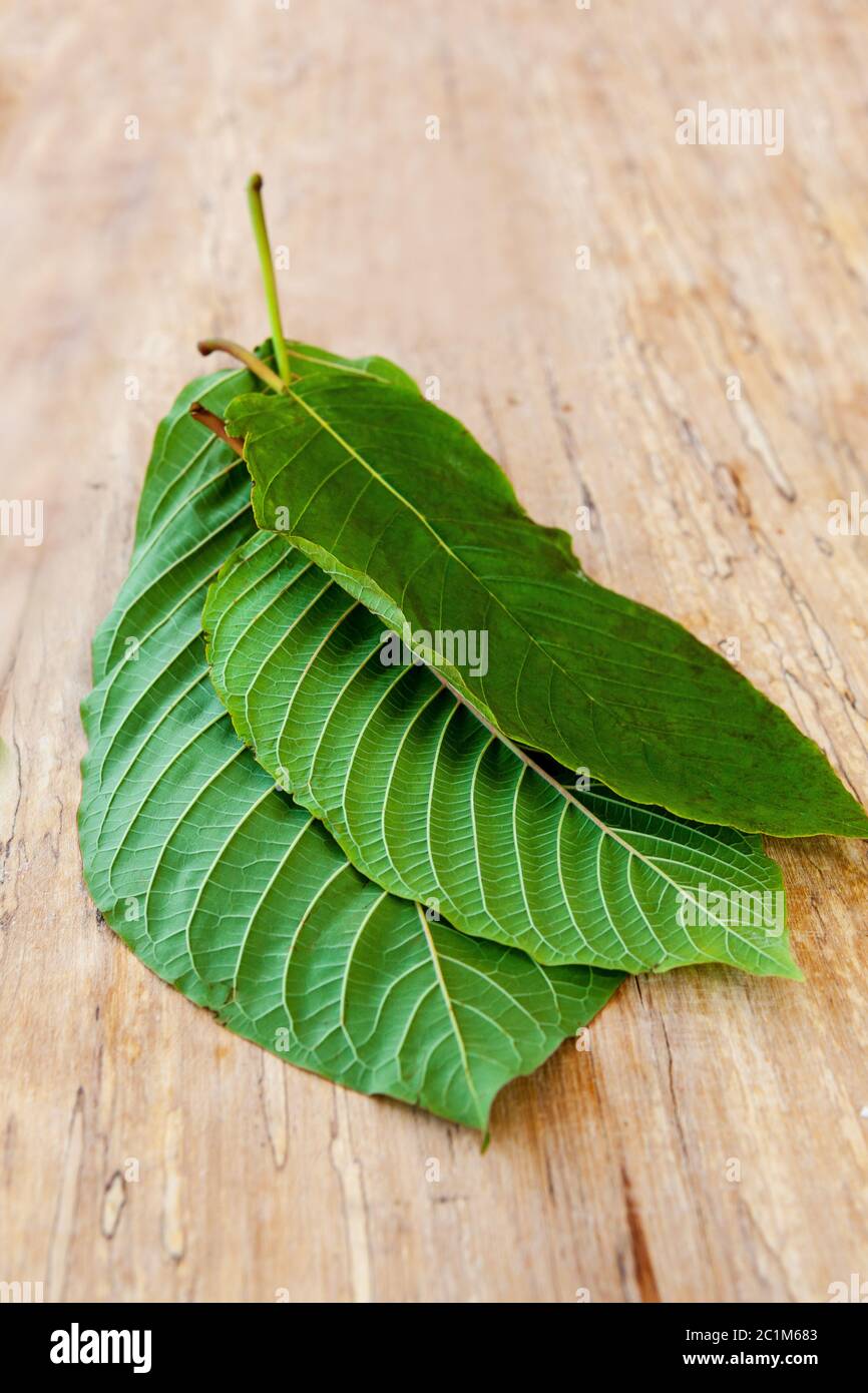 Fresh kratom leaves Stock Photo Alamy