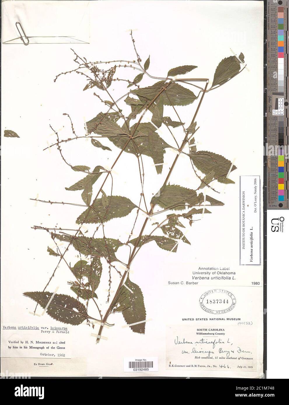 Verbena urticifolia L Verbena urticifolia L. Stock Photo