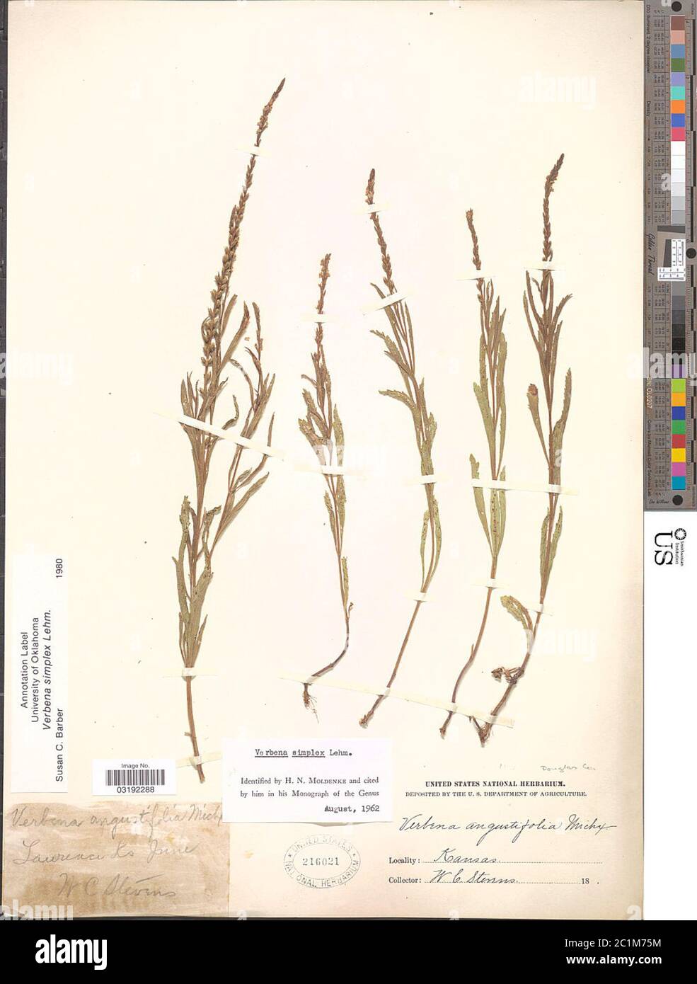 Verbena simplex F Lehm Verbena simplex F Lehm Stock Photo Alamy