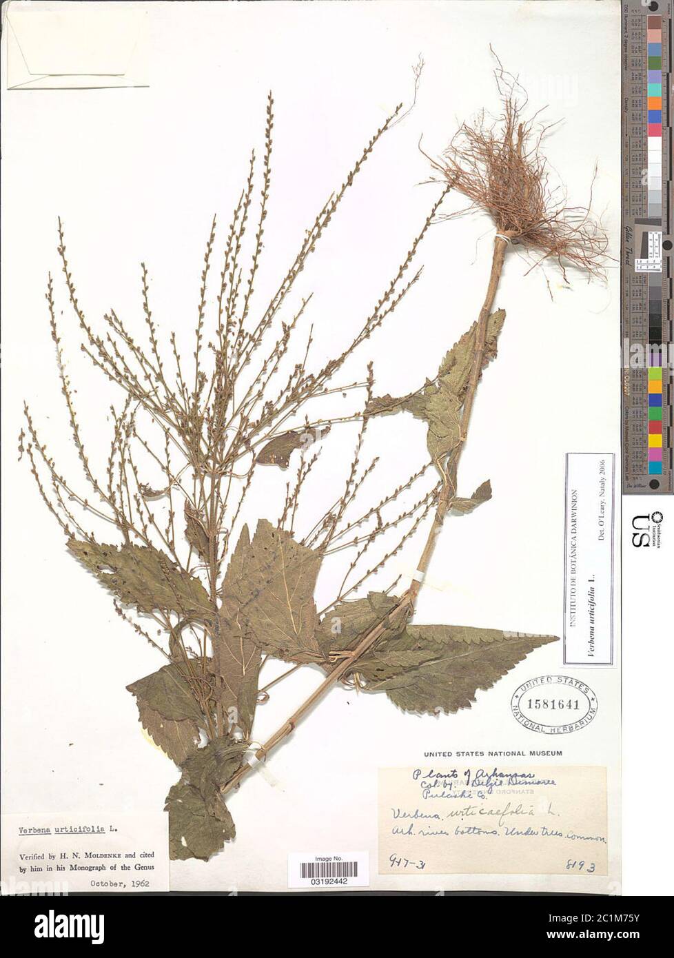 Verbena urticifolia L Verbena urticifolia L. Stock Photo
