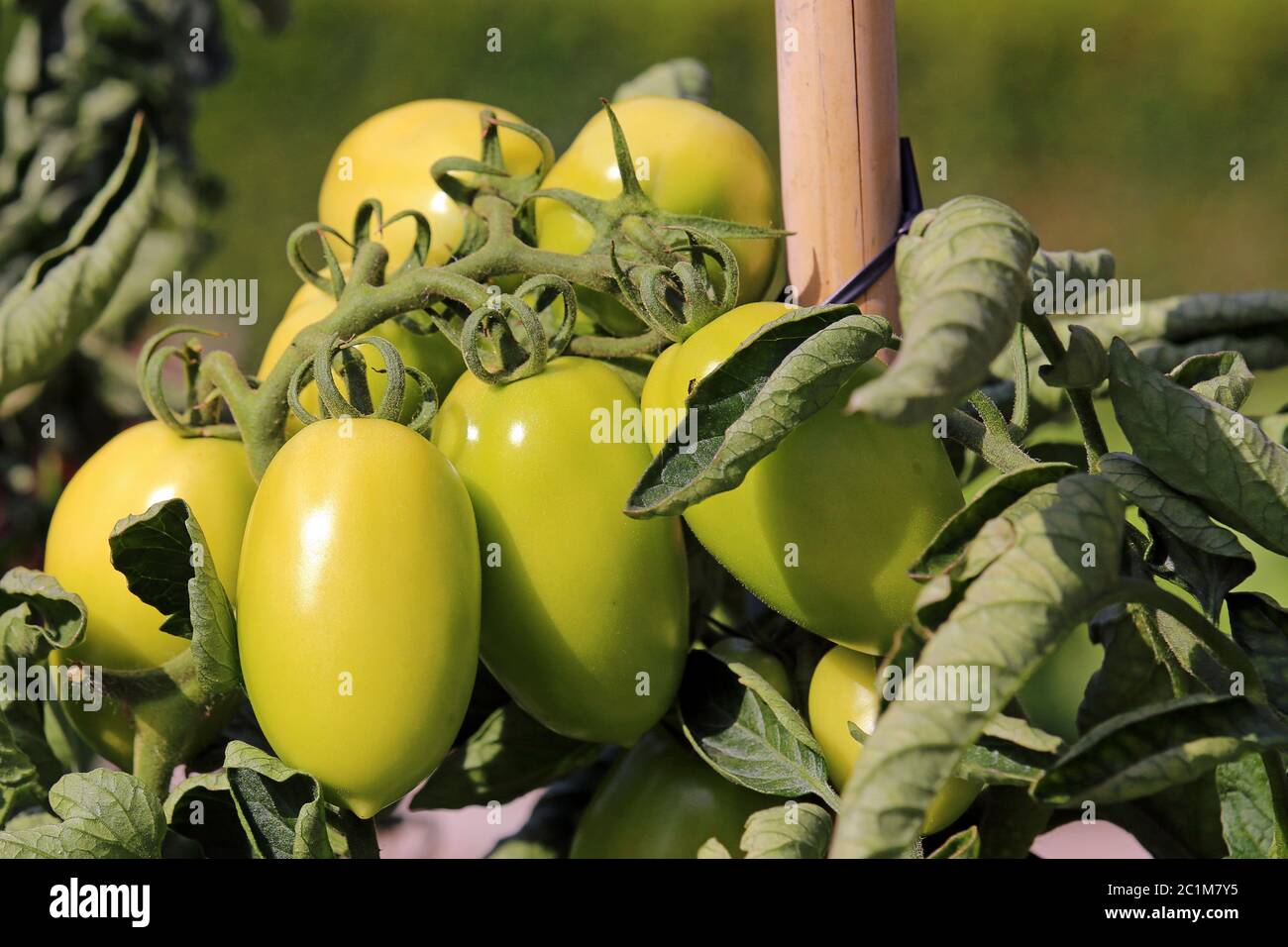 green egg tomatoes in the farm garden Stock Photo