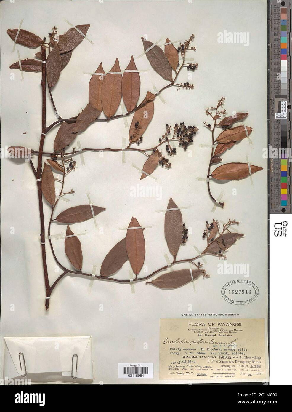 Embelia ribes Burm f Embelia ribes Burm f Stock Photo - Alamy