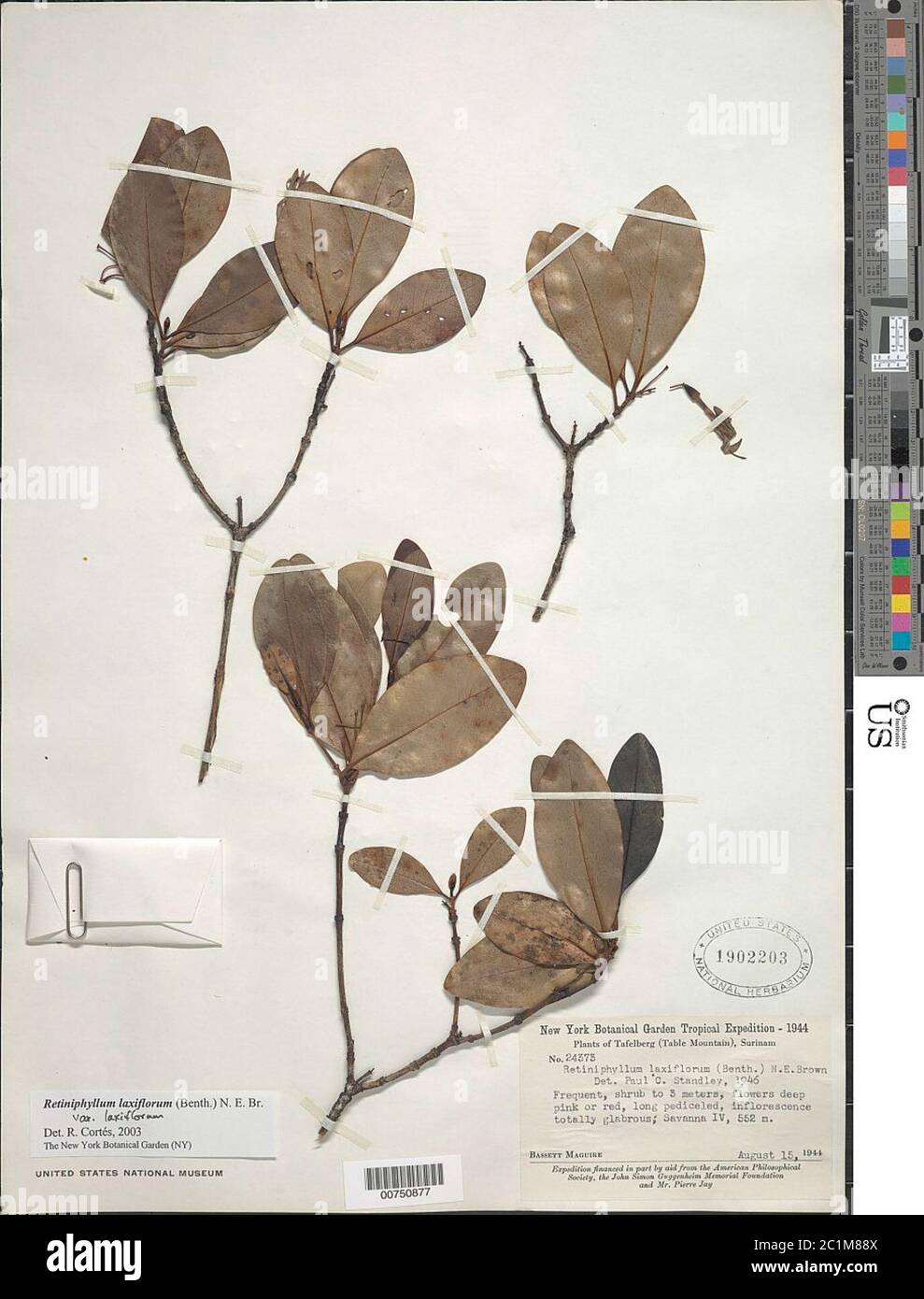 Retiniphyllum laxiflorum Benth NE Br var laxiflorum Retiniphyllum laxiflorum Benth NE Br var laxiflorum. Stock Photo