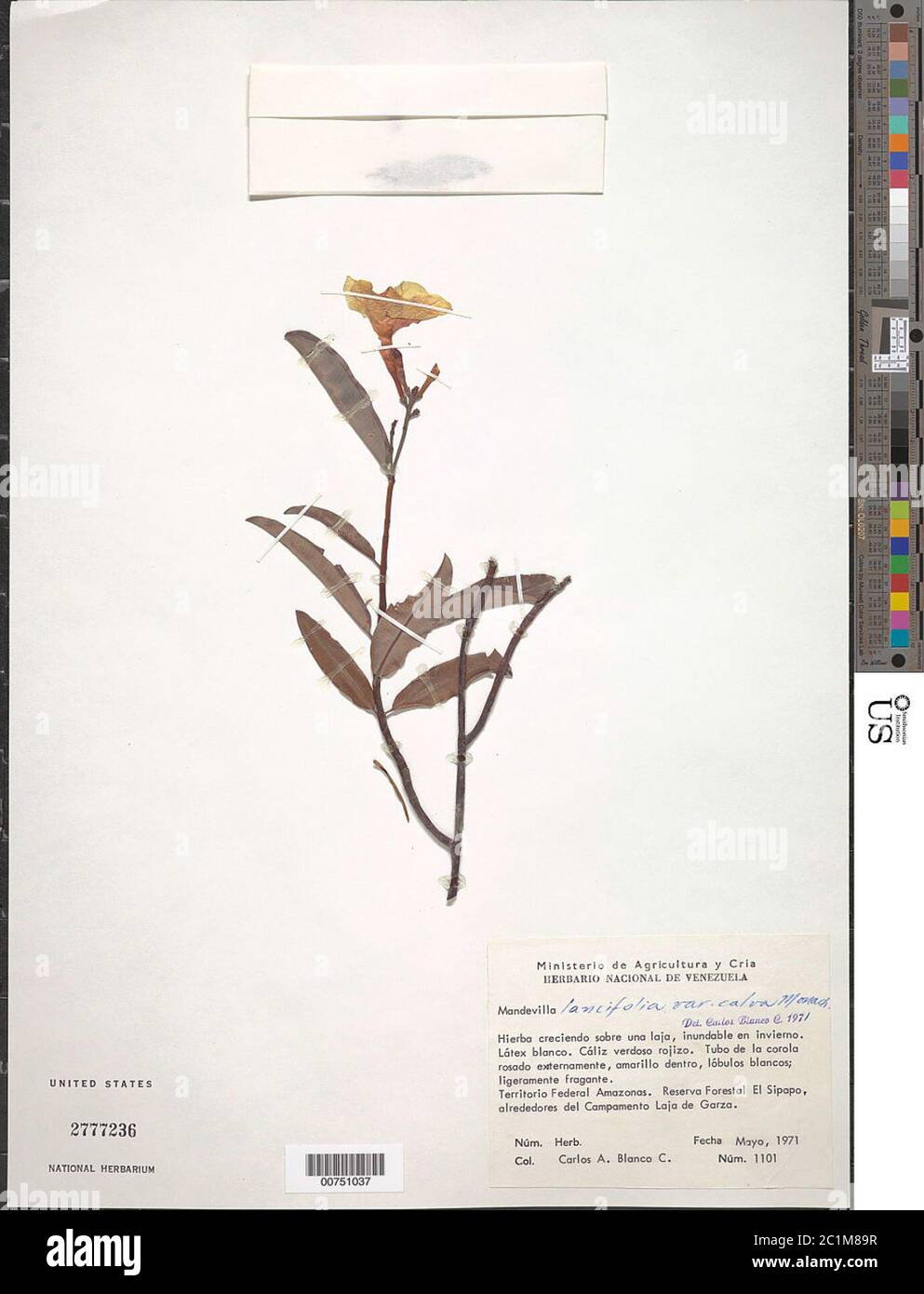 Mandevilla lancifolia var calva Monach Mandevilla lancifolia var calva Monach. Stock Photo