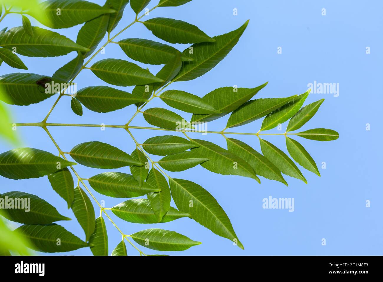 Azadirachta indica Neem leaves blue sky on background Stock Photo