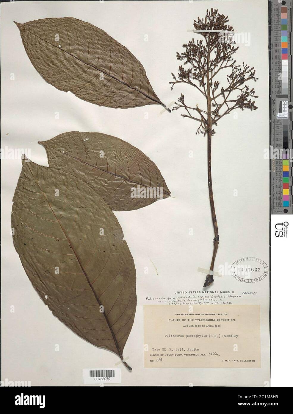 Palicourea guianensis subsp occidentalis Steyerm Palicourea guianensis subsp occidentalis Steyerm. Stock Photo