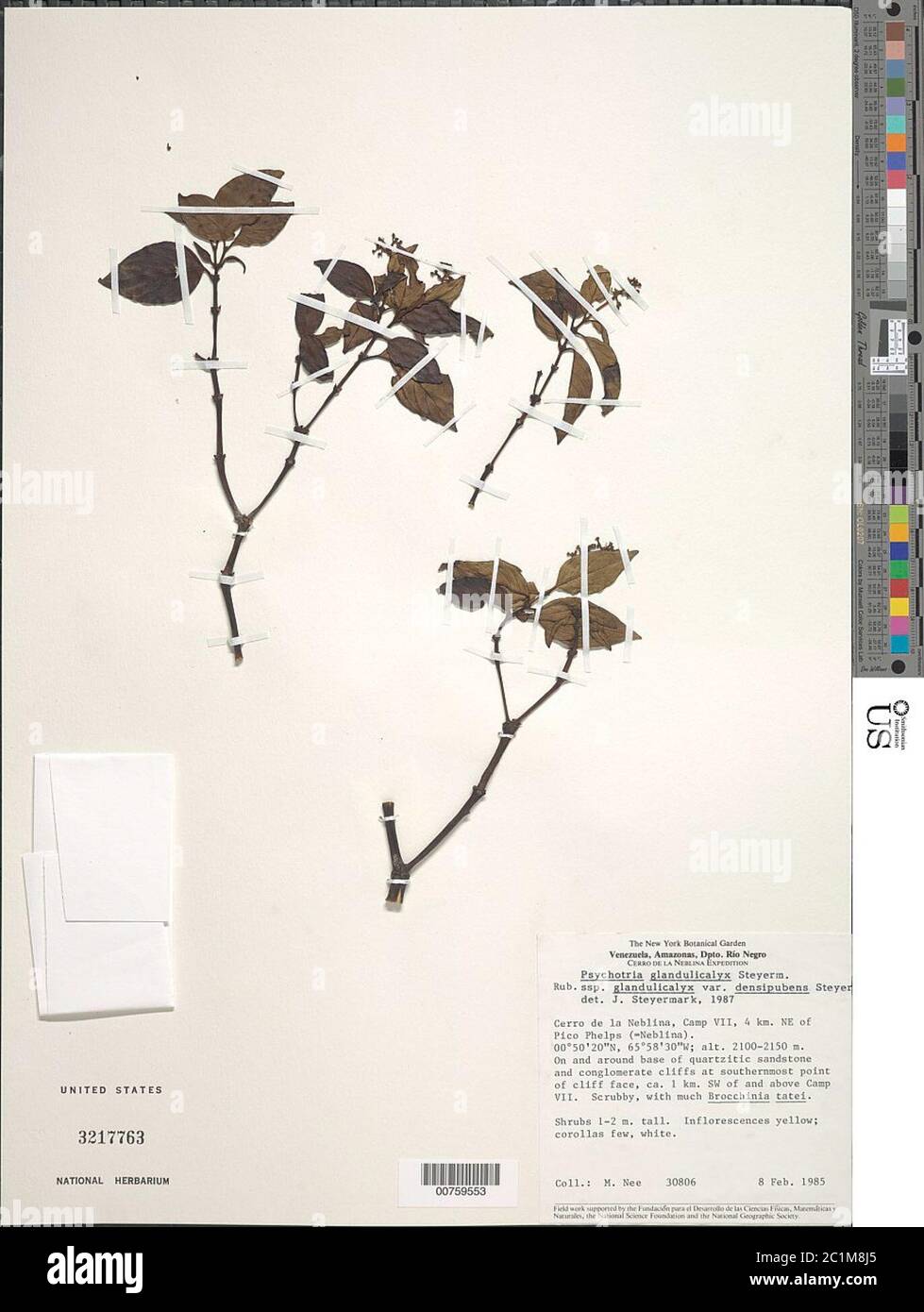 Psychotria glandulicalyx var densipubens Steyerm Psychotria glandulicalyx var densipubens Steyerm. Stock Photo