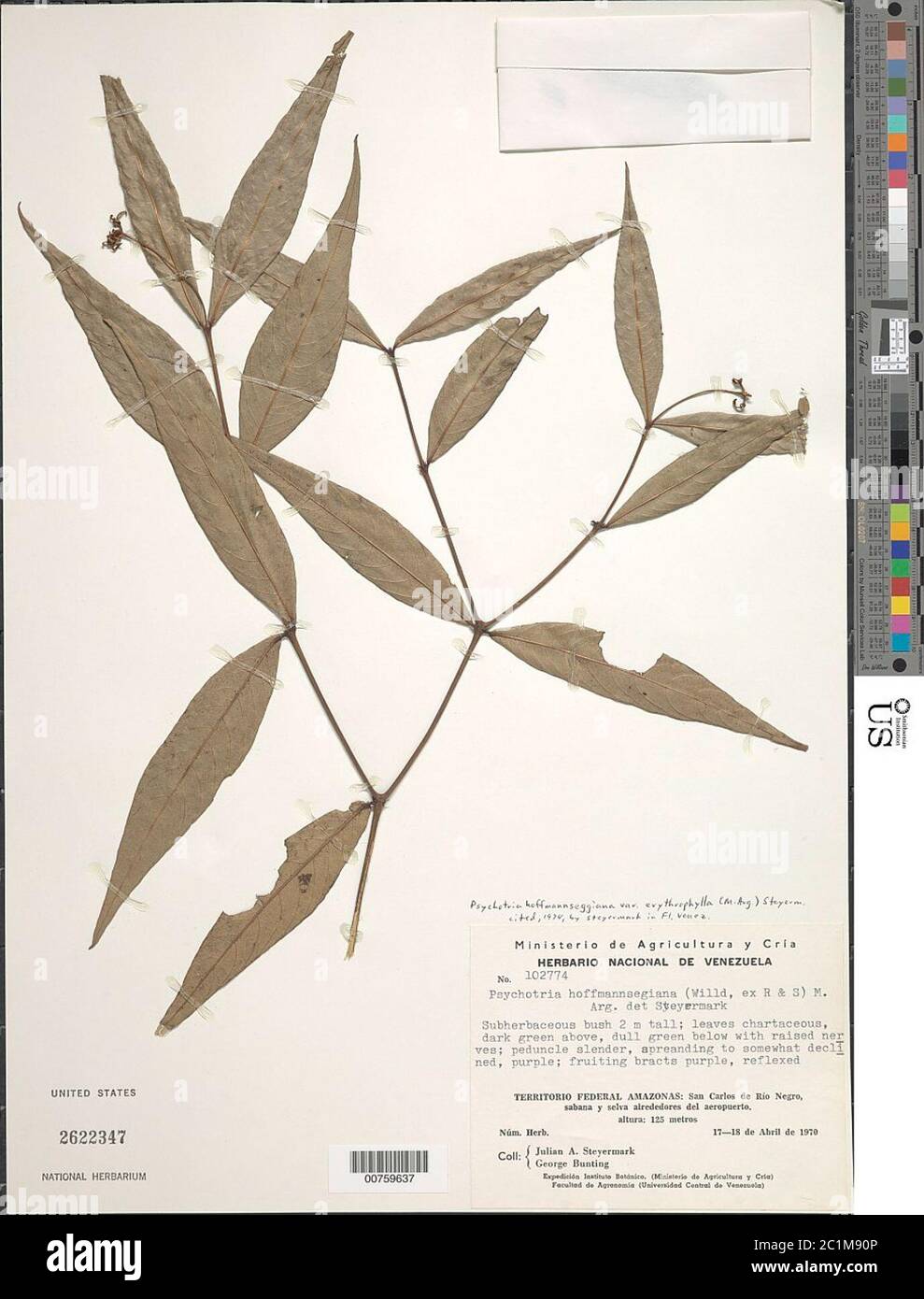 Psychotria hoffmannseggiana var erythrophylla Mll Arg Steyerm Psychotria hoffmannseggiana var erythrophylla Mll Arg Steyerm. Stock Photo