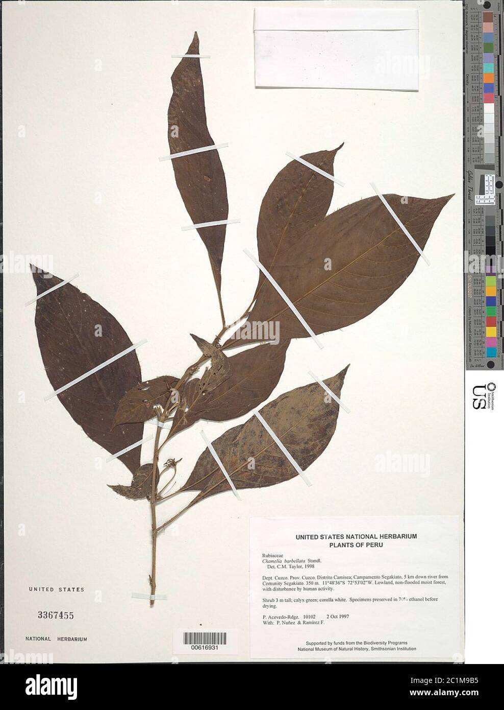 Chomelia tenuiflora Benth Chomelia tenuiflora Benth. Stock Photo
