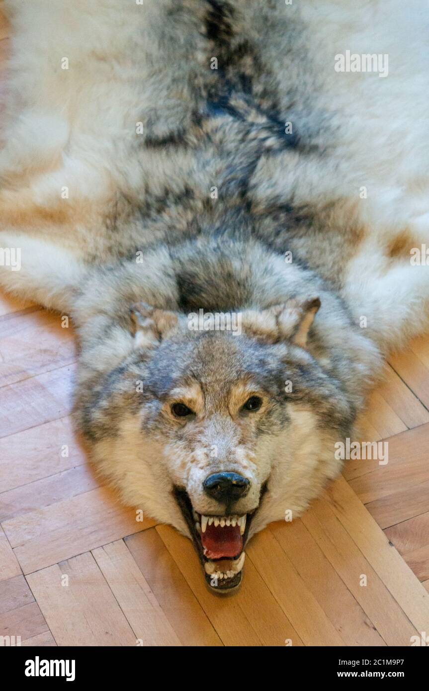 Killed wolf pelt on floor of luxurious villa Stock Photo