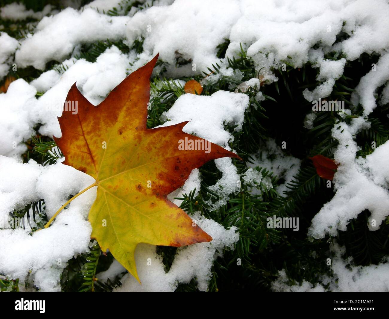 Single red yellow discolored maple leaf on snowy conifer Stock Photo