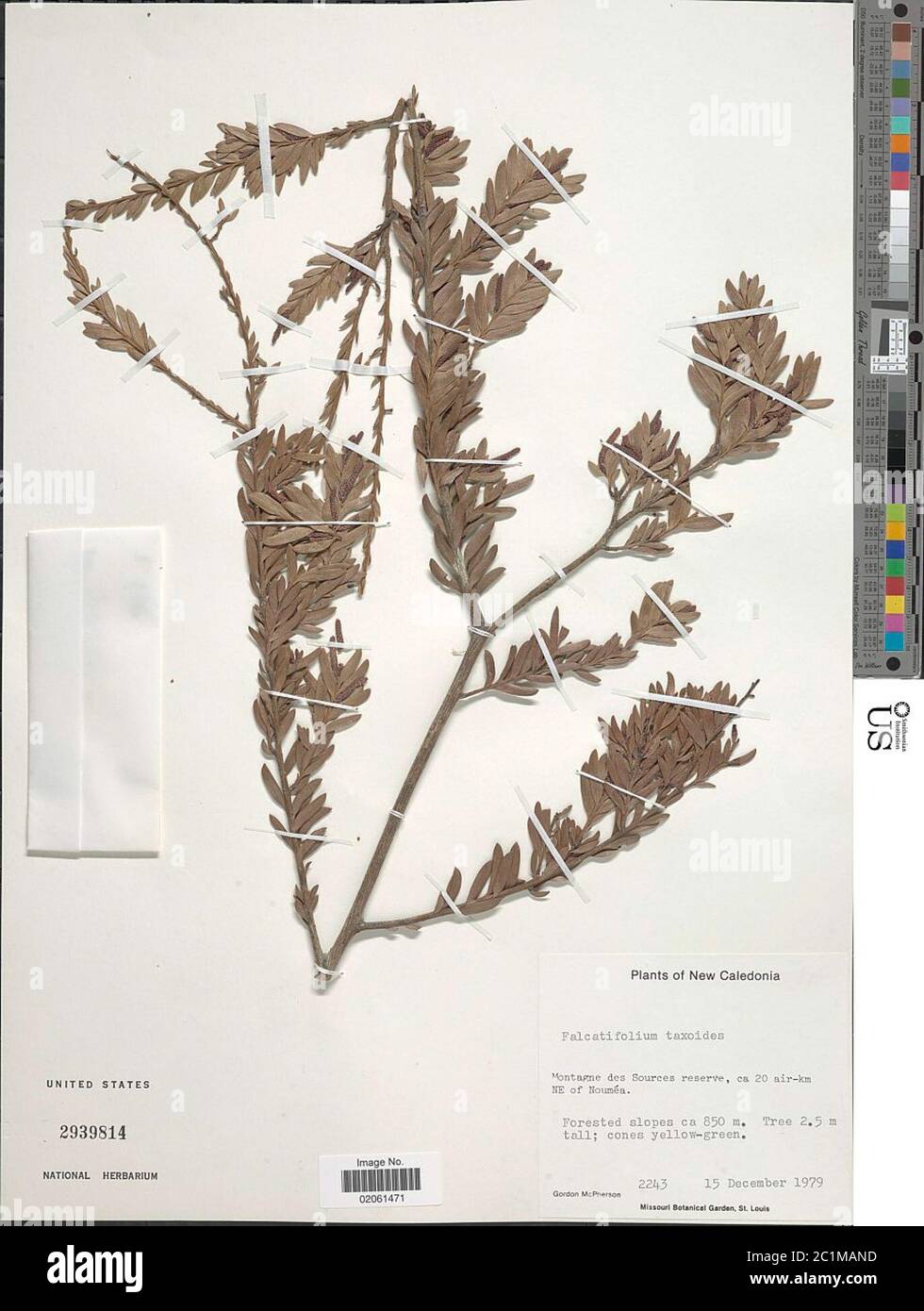 Falcatifolium taxoides Brongn Gris de Laub Falcatifolium taxoides Brongn Gris de Laub. Stock Photo