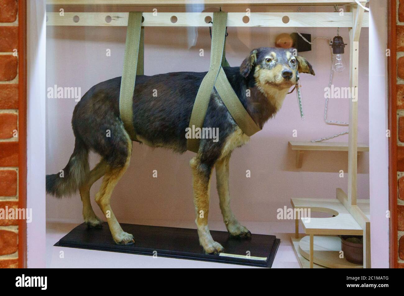 Ryazan, Russia - August 19, 2018: Stuffed dogs in Pavlov museum. Pavlov's experiments with dogs demonstrated that our behavior c Stock Photo