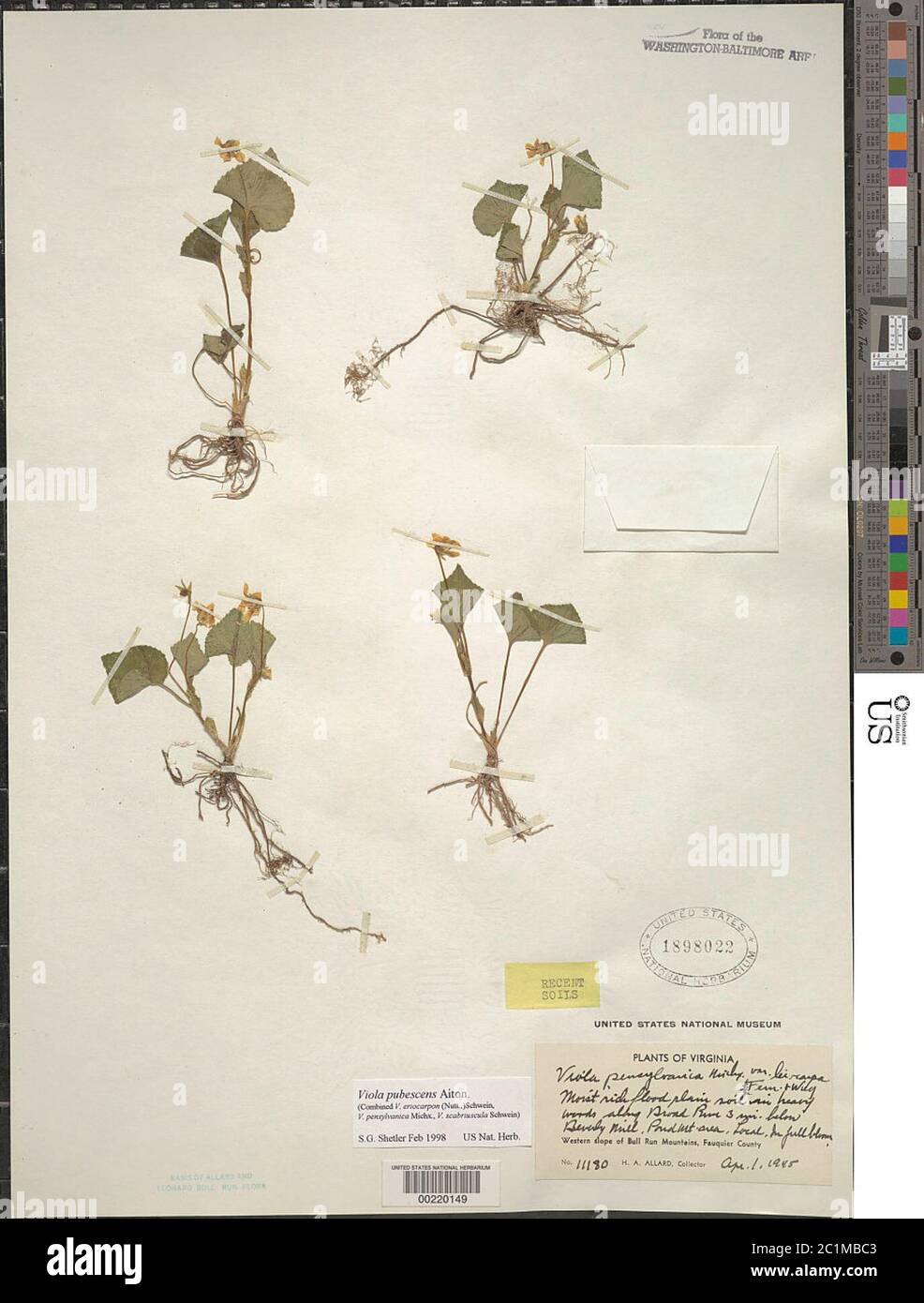 Viola pubescens Aiton Viola pubescens Aiton. Stock Photo