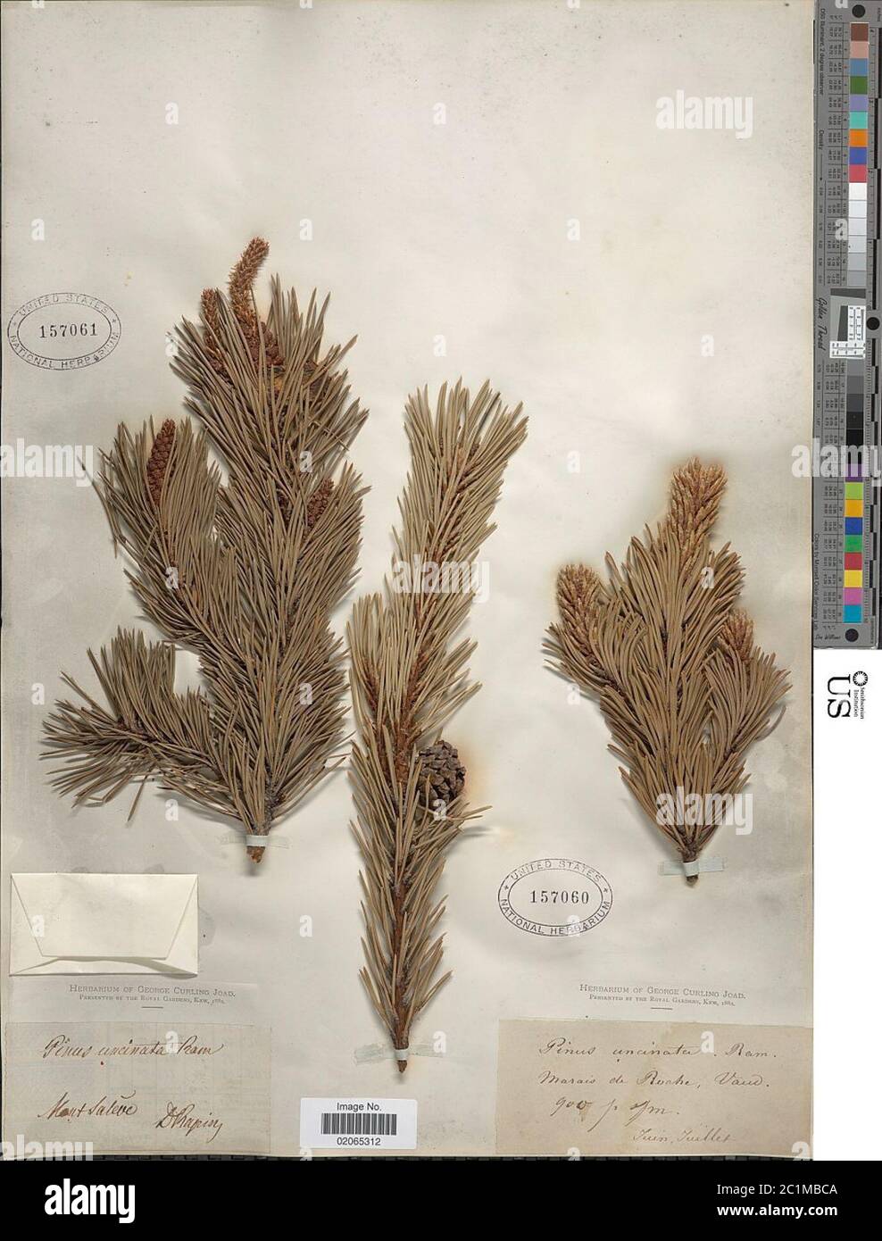 Pinus mugo var uncinata Ramond ex DC Fiori Pinus mugo var uncinata Ramond ex DC Fiori. Stock Photo