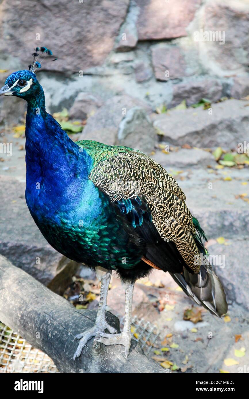 Portrait of a Peacock Stock Photo