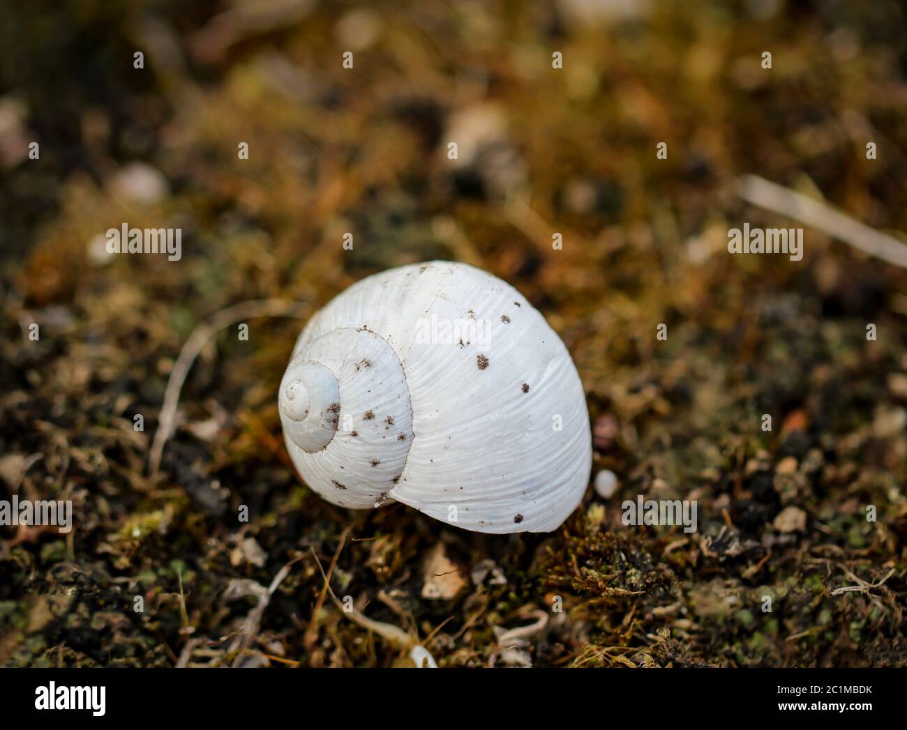 empty snail shell Stock Photo Alamy
