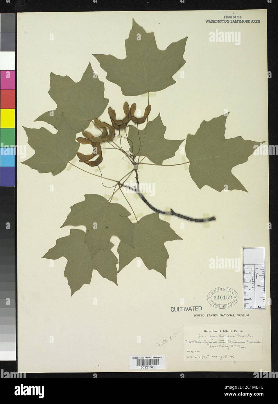 Acer saccharum Marshall Acer saccharum Marshall Stock Photo - Alamy