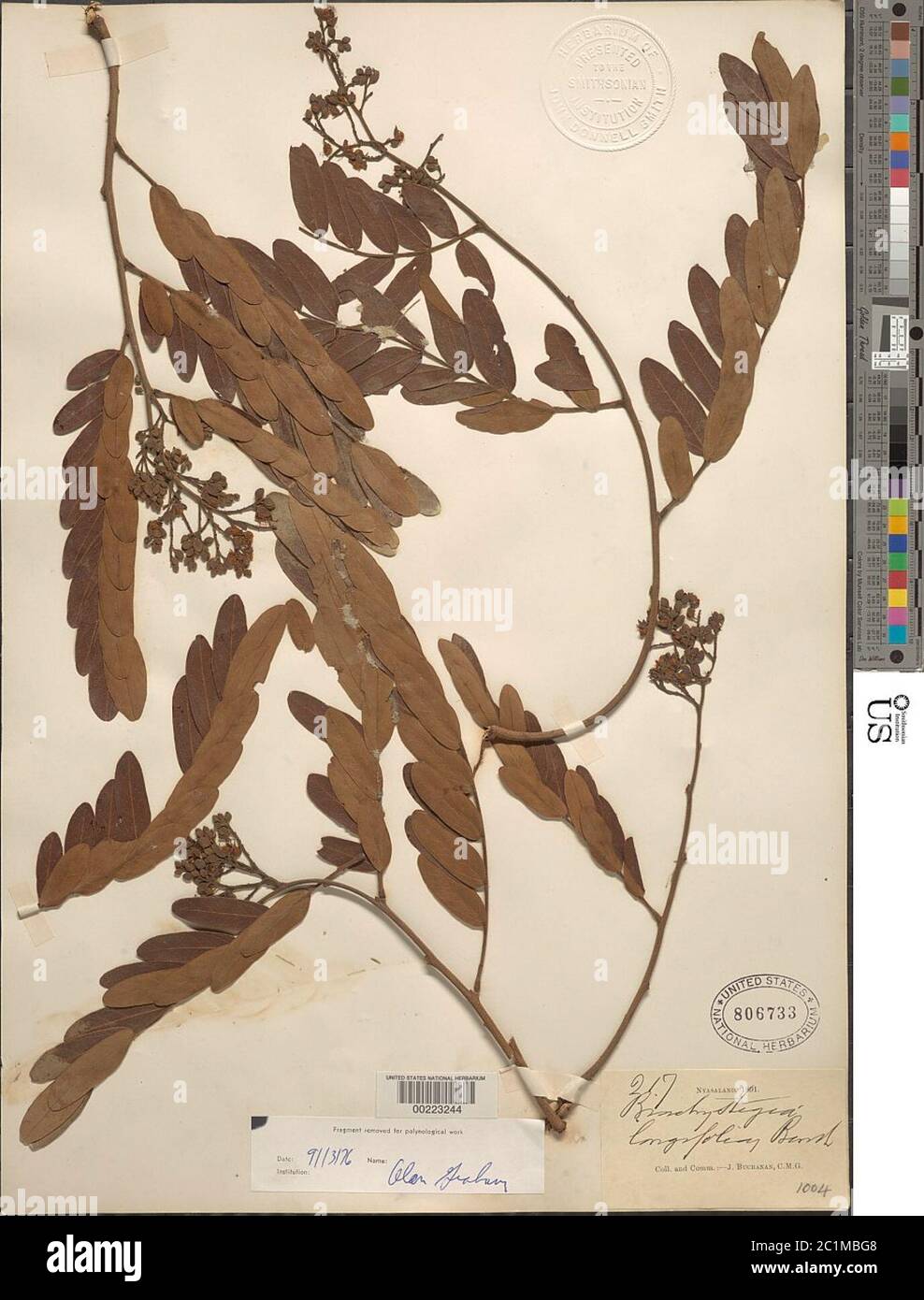 Brachystegia longifolia Brachystegia longifolia. Stock Photo