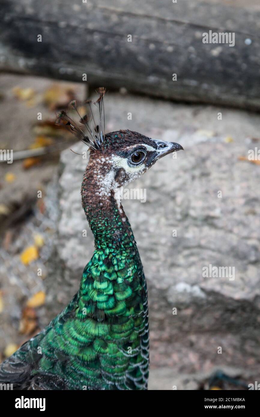Portrait of a Peacock Stock Photo