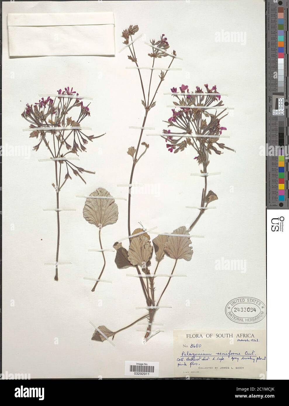 Pelargonium reniforme Pelargonium reniforme. Stock Photo