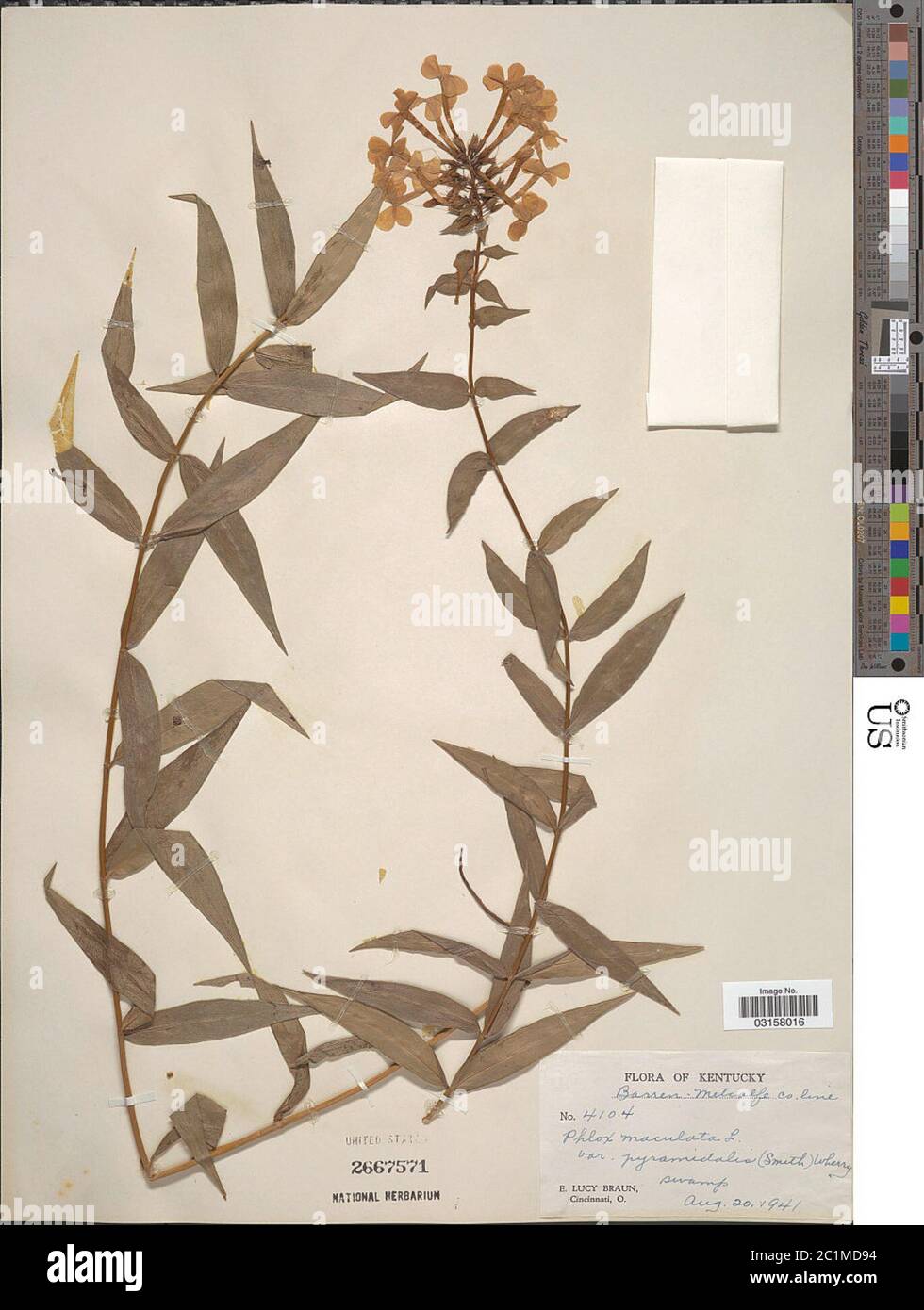Phlox maculata L Phlox maculata L. Stock Photo