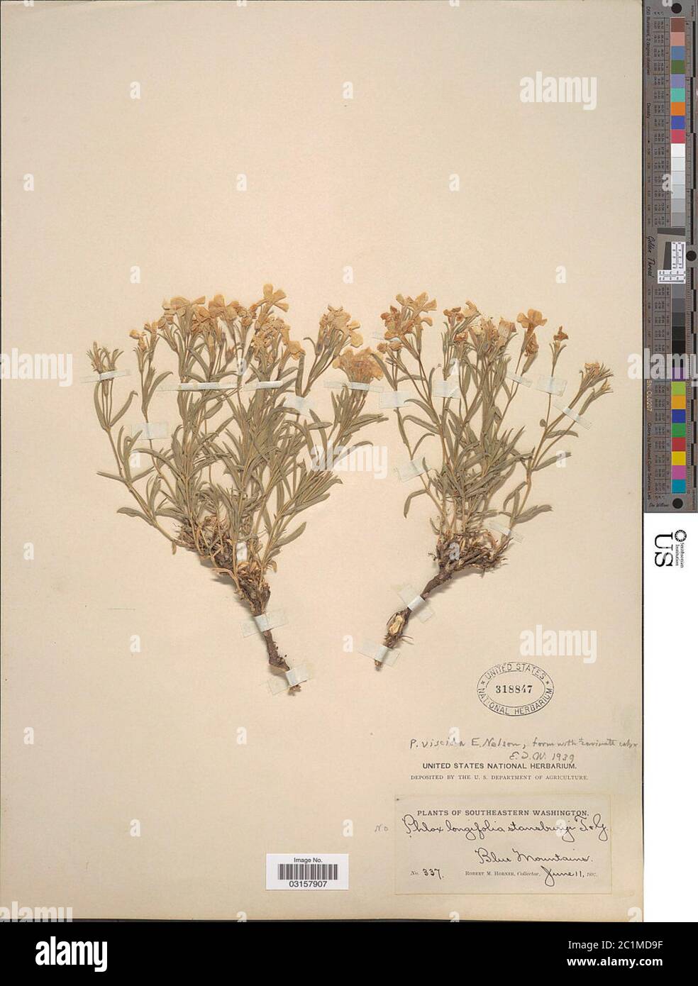 Phlox longifolia subsp longipes ME Jones Wherry Phlox longifolia subsp longipes ME Jones Wherry. Stock Photo