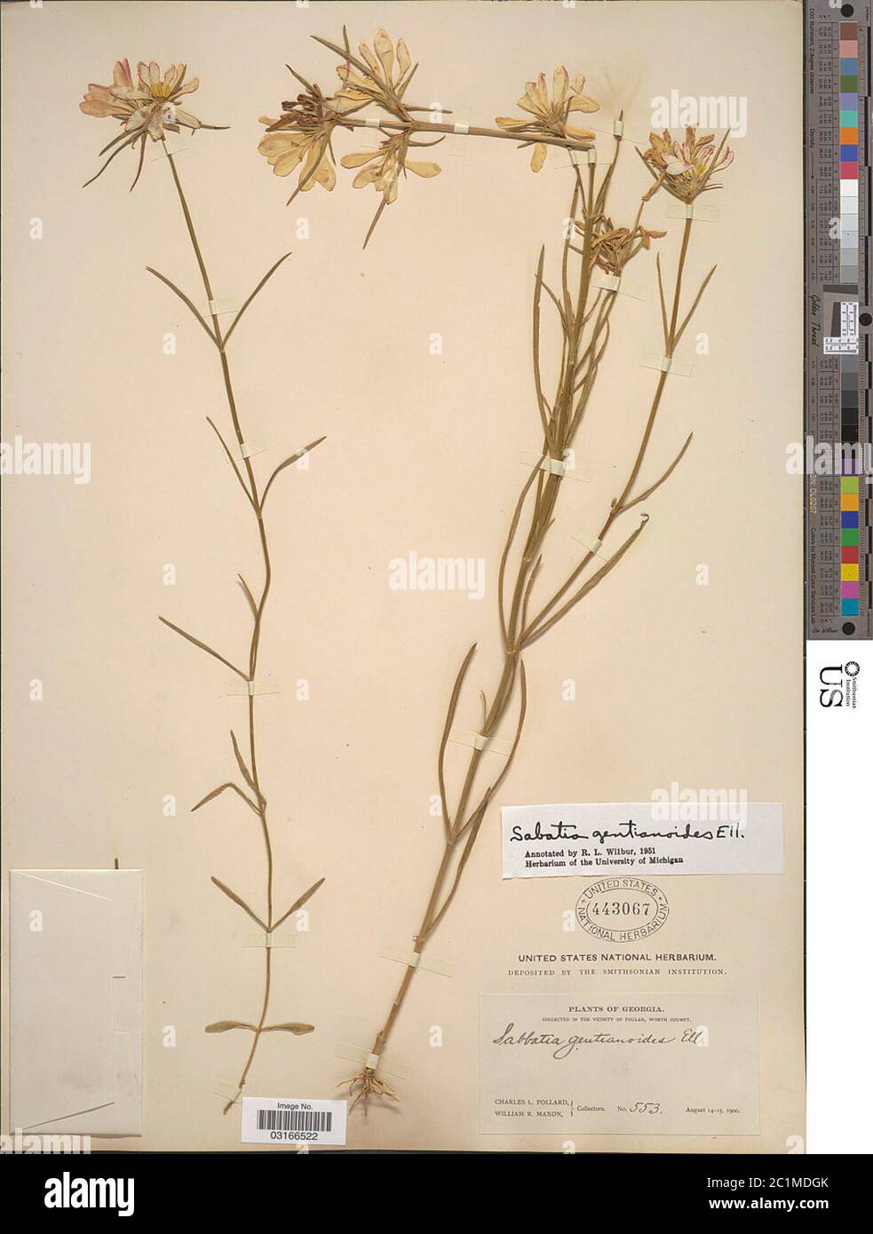 Sabatia glutianoides Sabatia glutianoides. Stock Photo