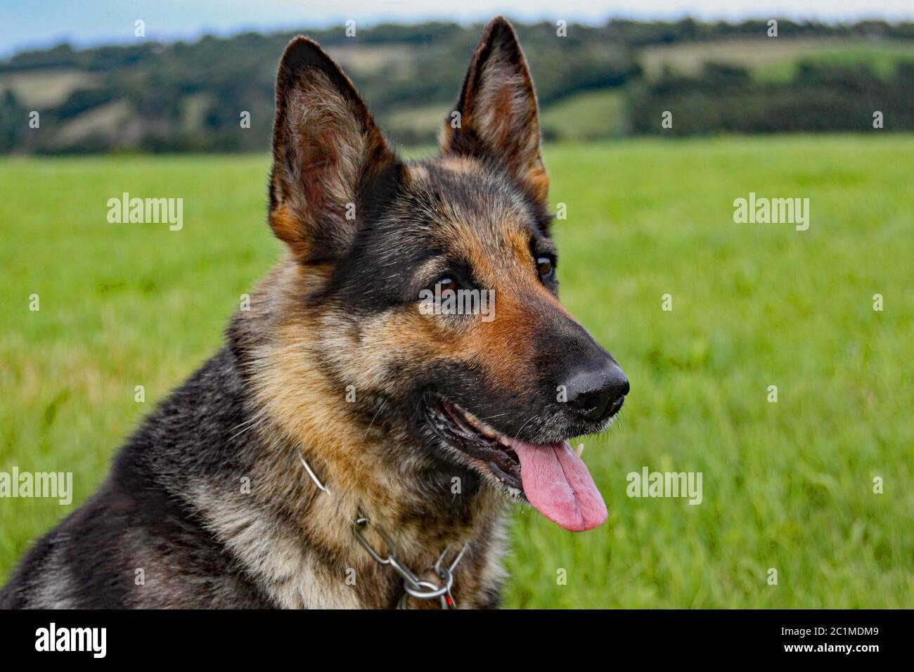 Portrait Of German Shepherd Dog Stock Photo Alamy Portrait Of German Shepherd Dog Stock Photo Alamy