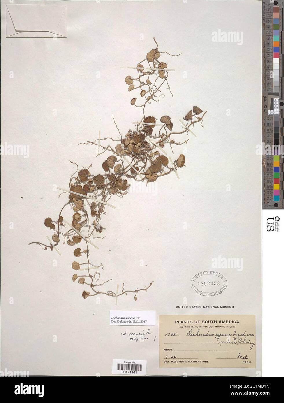 Dichondra sericea Sw Dichondra sericea Sw Stock Photo Alamy