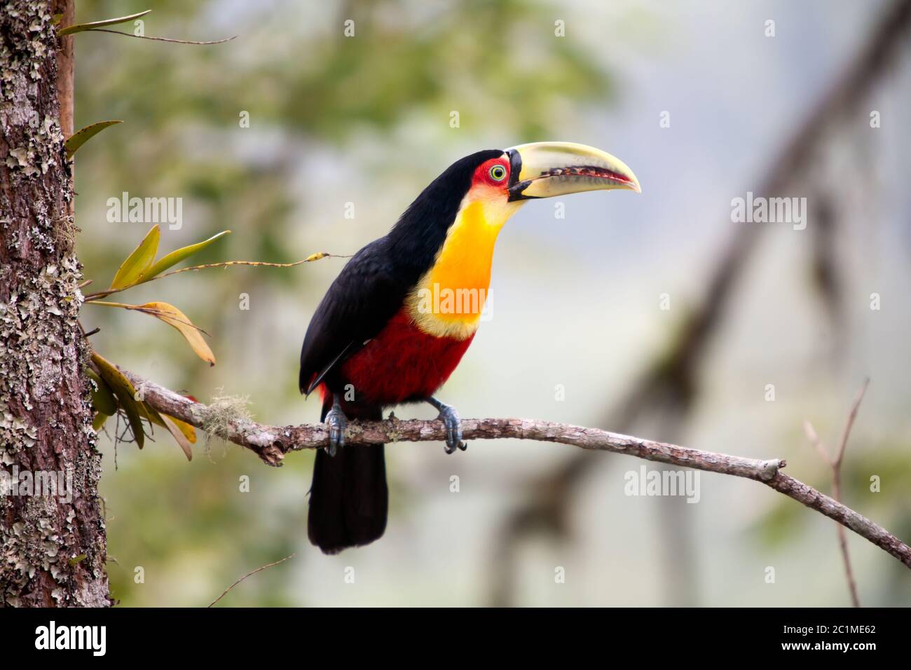 green-billed toucan - red-breasted toucan Stock Photo