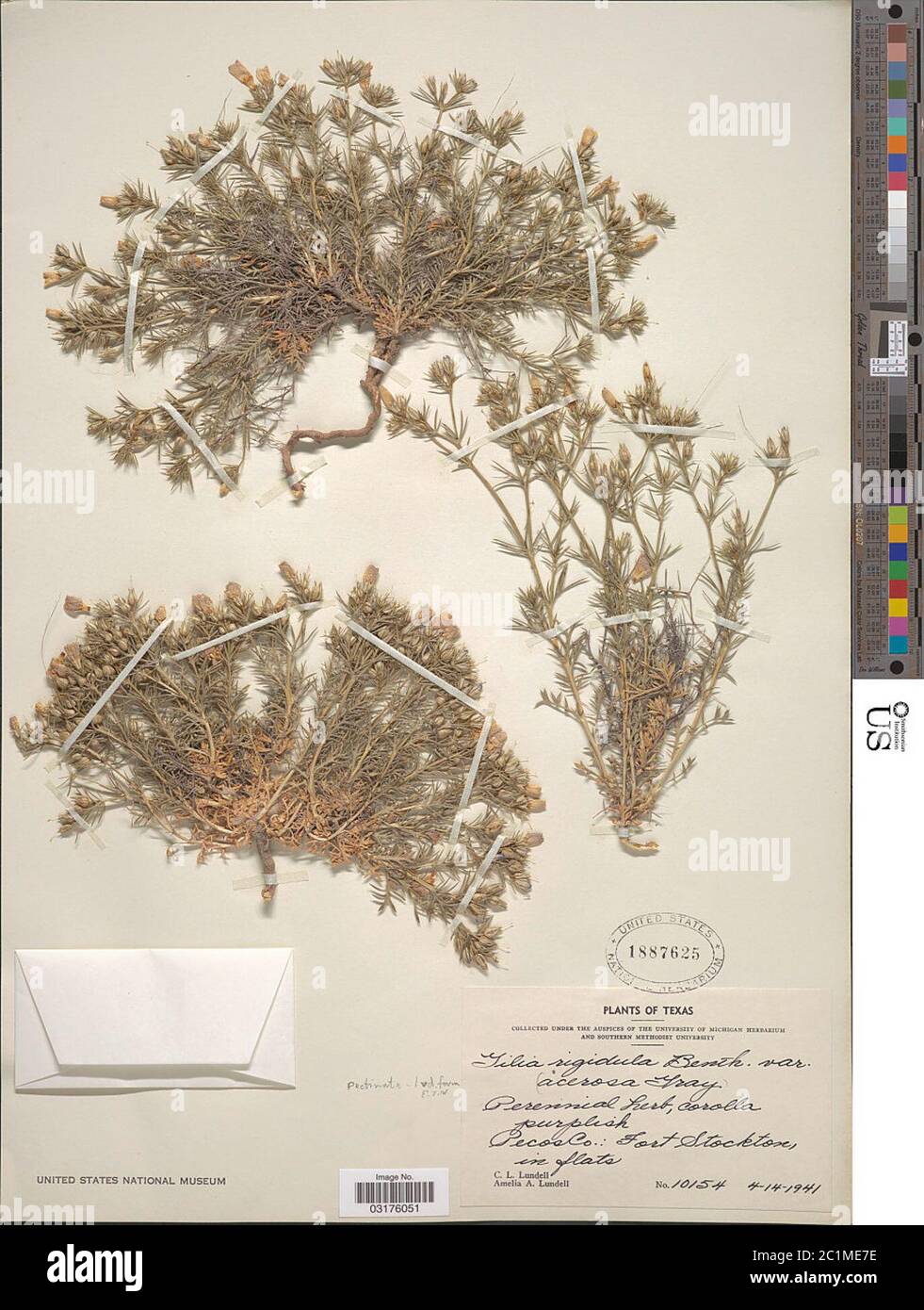 Gilia rigidula Benth Gilia rigidula Benth. Stock Photo