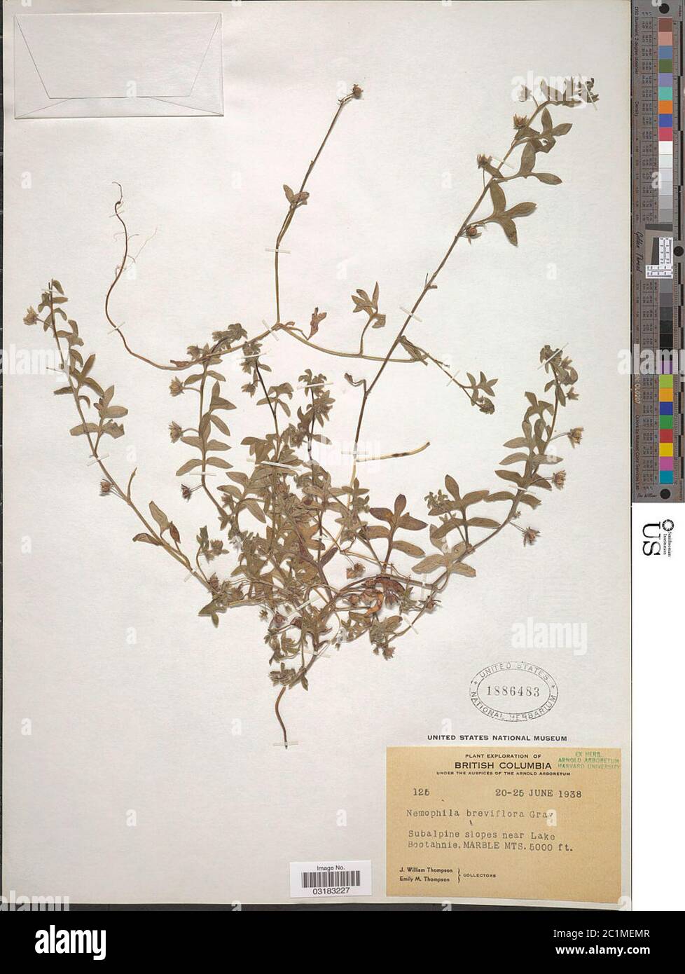 Nemophila breviflora A Gray Nemophila breviflora A Gray. Stock Photo