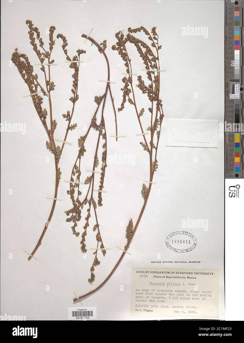 Phacelia affinis A Gray Phacelia affinis A Gray. Stock Photo