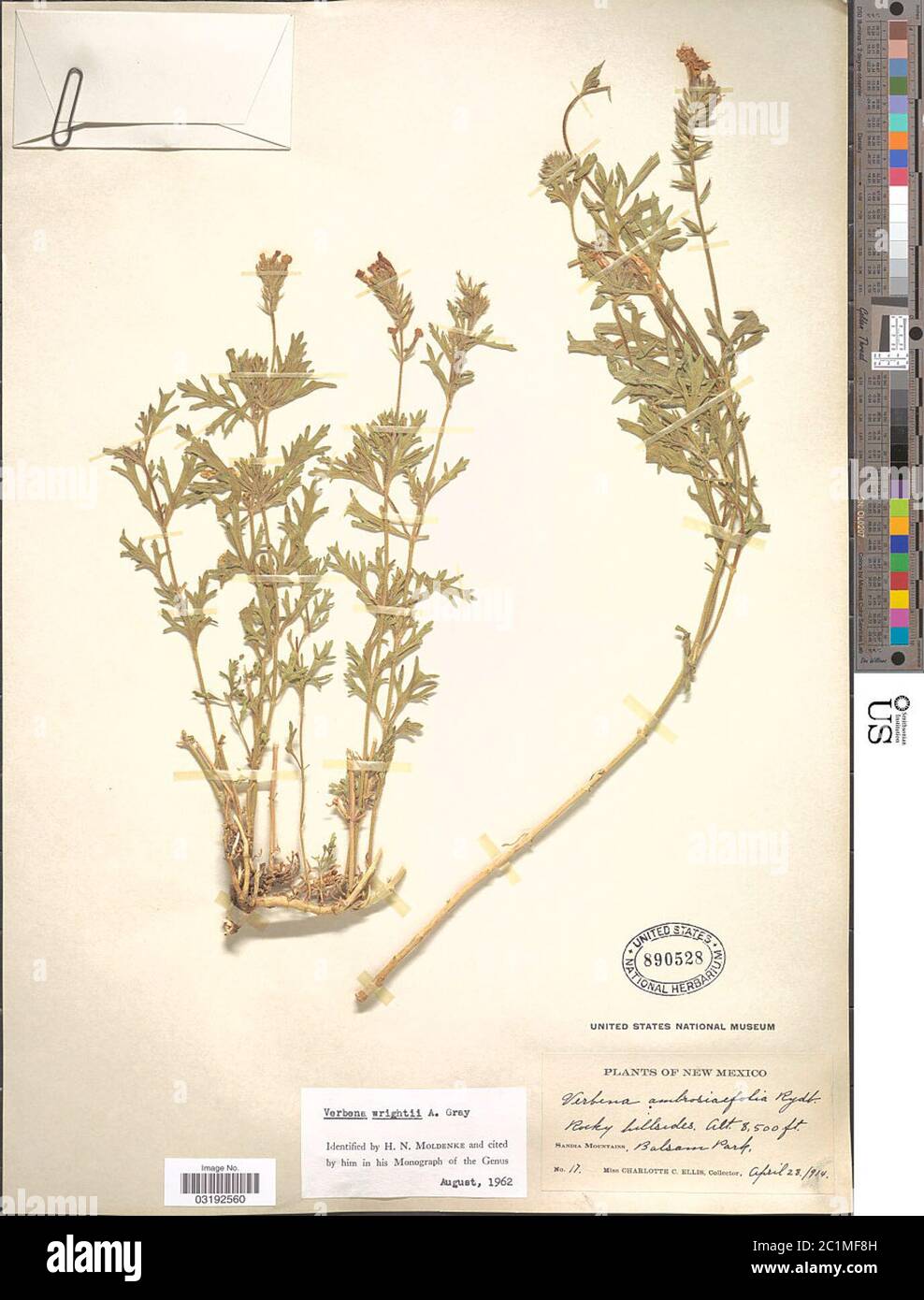 Verbena wrightii A Gray Verbena wrightii A Gray. Stock Photo
