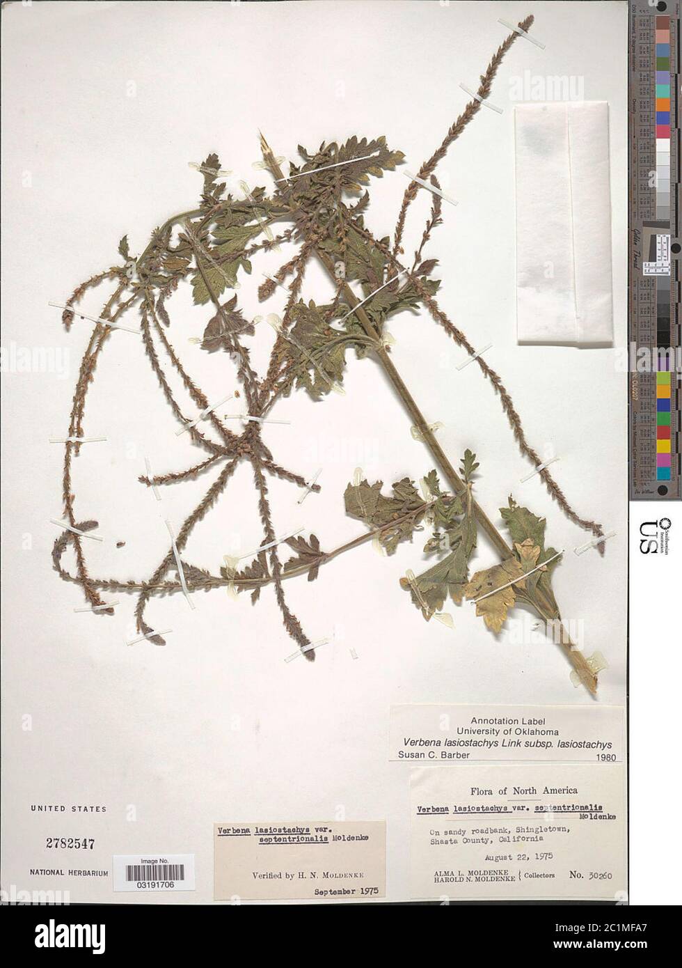 Verbena Lasiostachys Link Verbena Lasiostachys Link Stock Photo Alamy