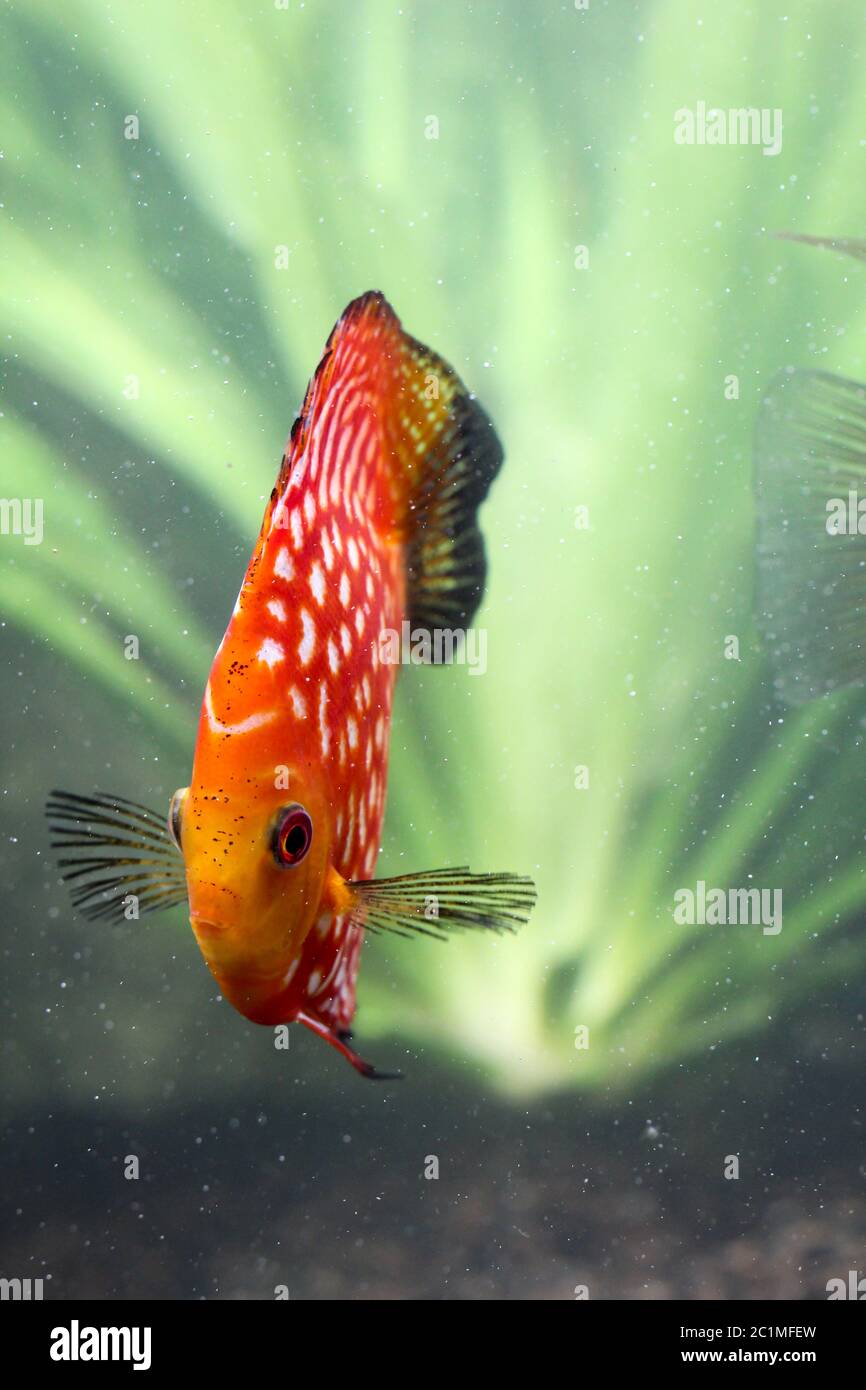 this is a portrait of an collered discus fish Stock Photo