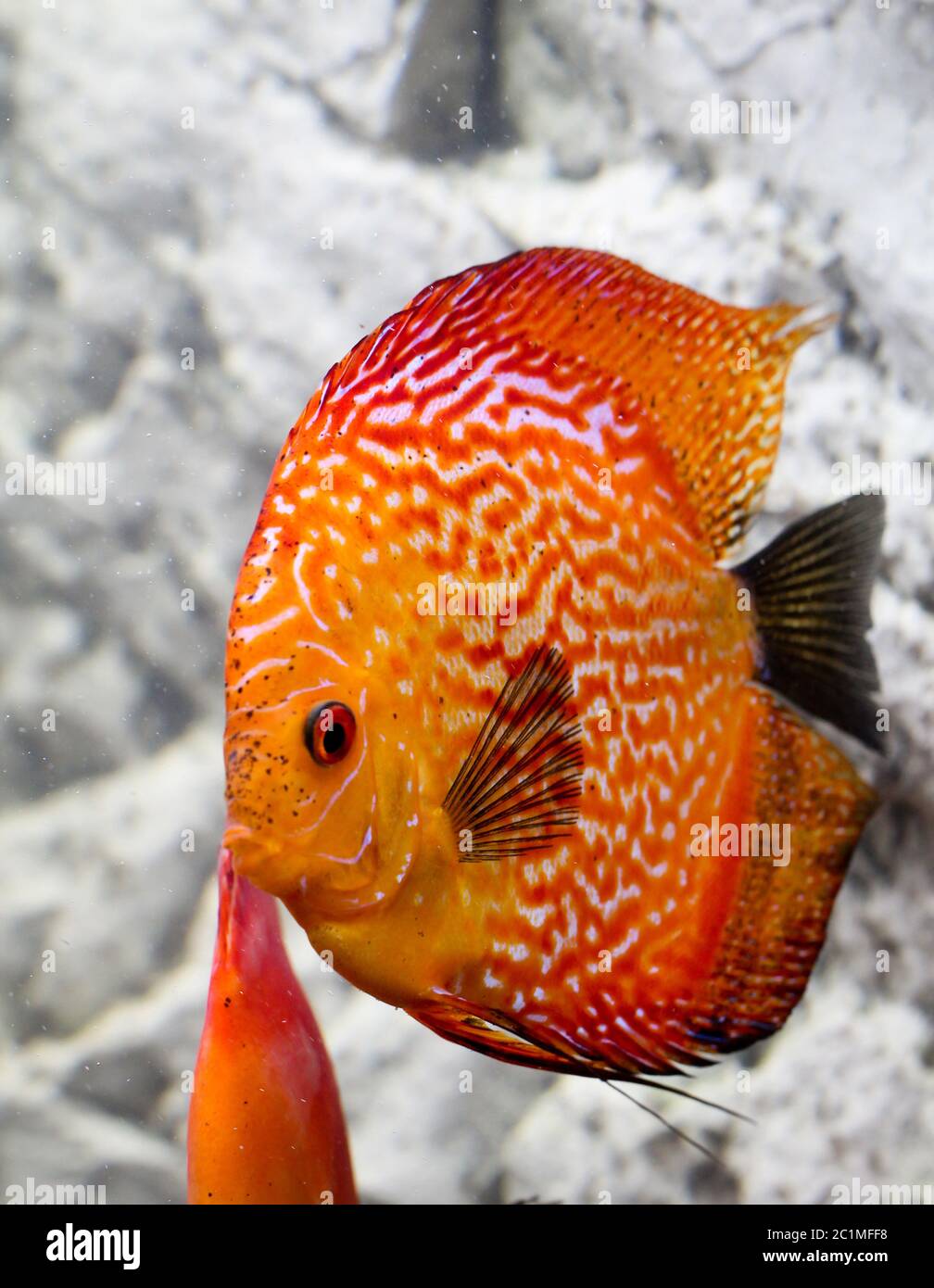 this is a portrait of an collered discus fish Stock Photo
