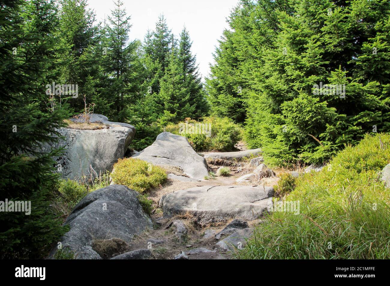 this is a Landscape in the Harz with rocks and trees Stock Photo