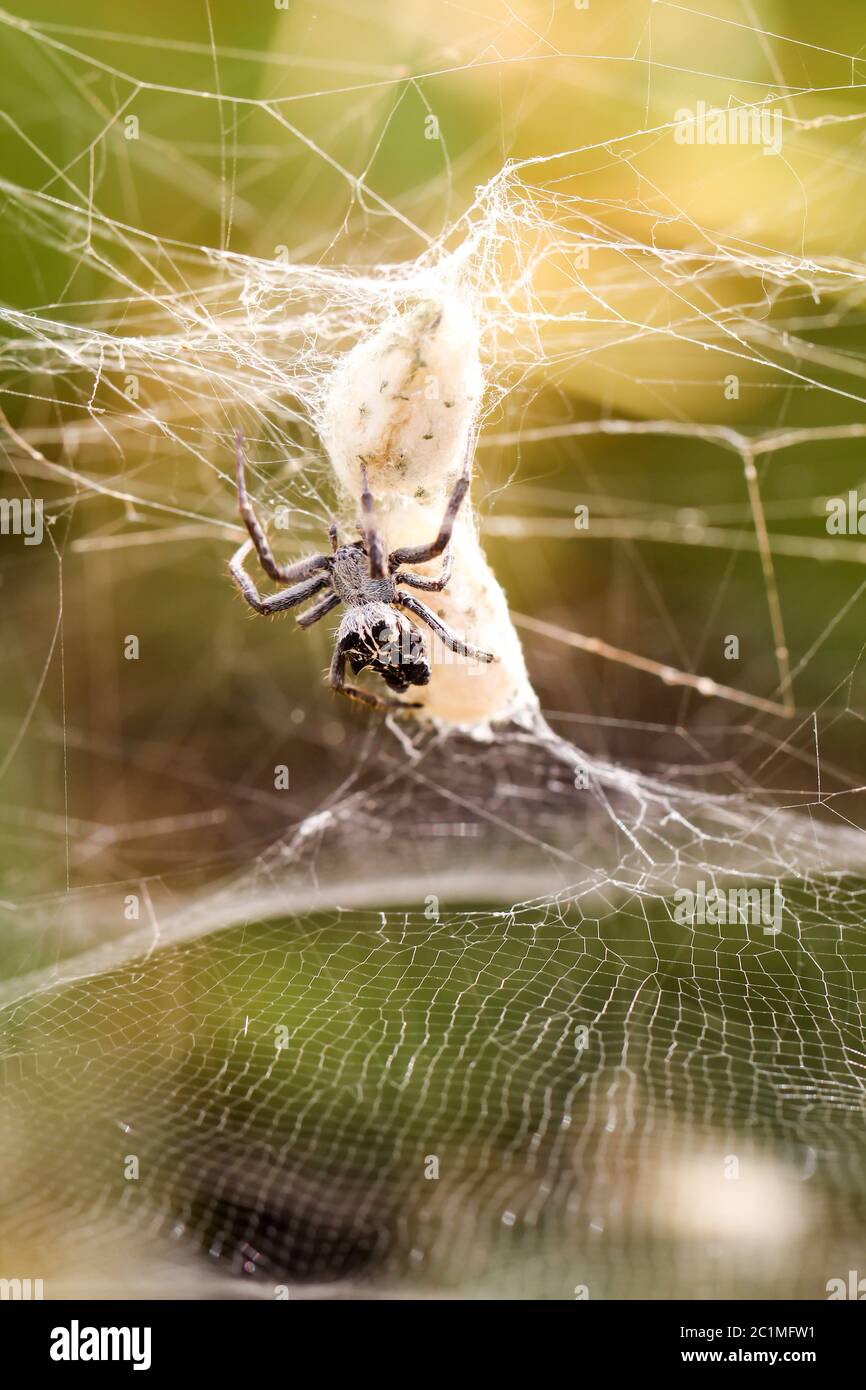 Cyrtophora citricola - Opuntia spider Stock Photo - Alamy