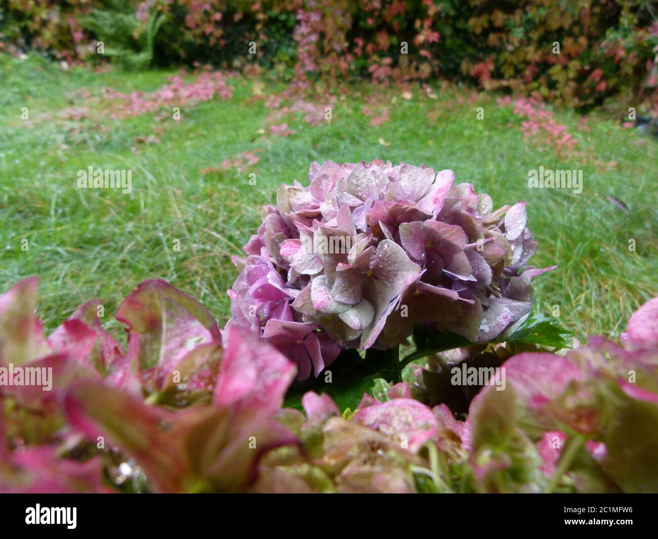 Hydrangea flower with raindrop and green grass with red leaves as background Stock Photo