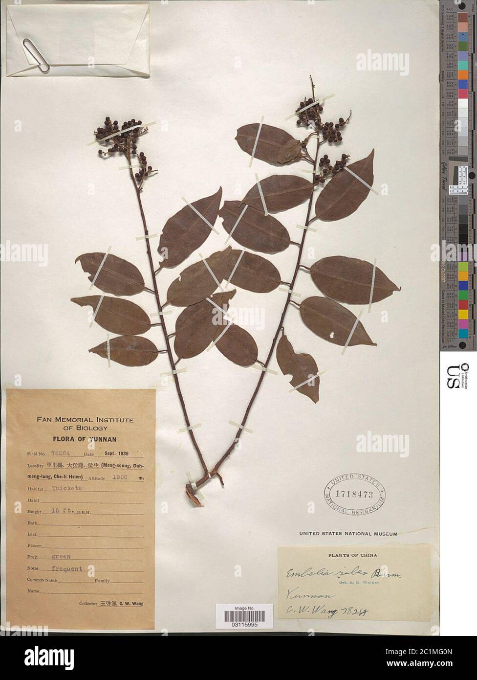 Embelia ribes Burm f Embelia ribes Burm f Stock Photo Alamy