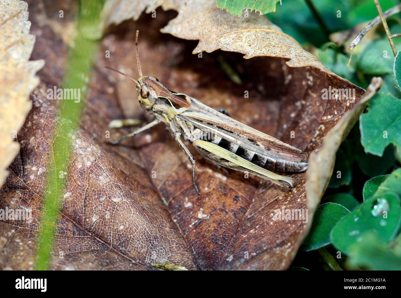 a grasshopper on a leaf Stock Photo