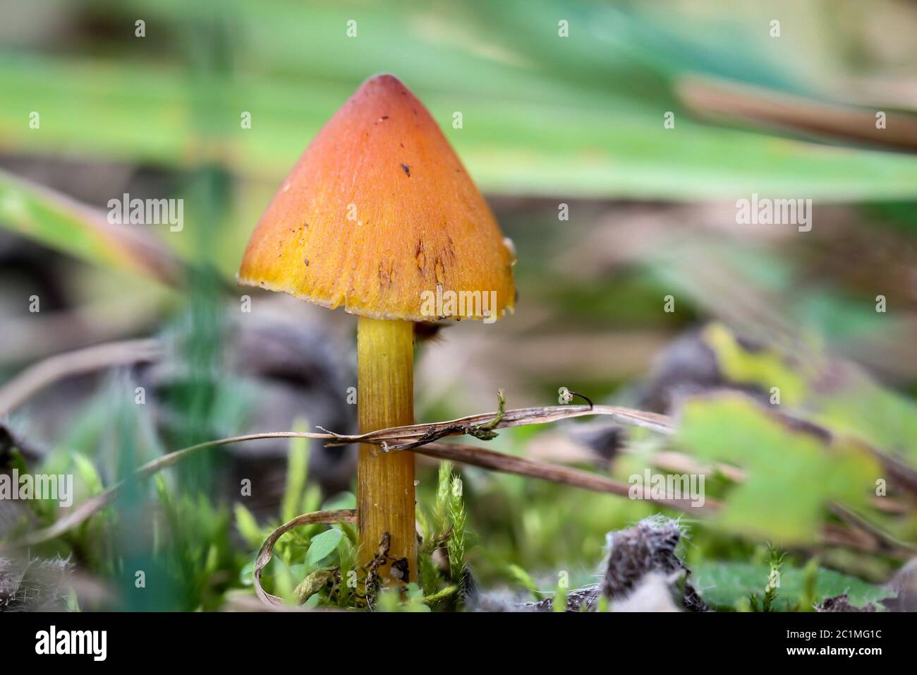 Mushroom hat hi-res stock photography 