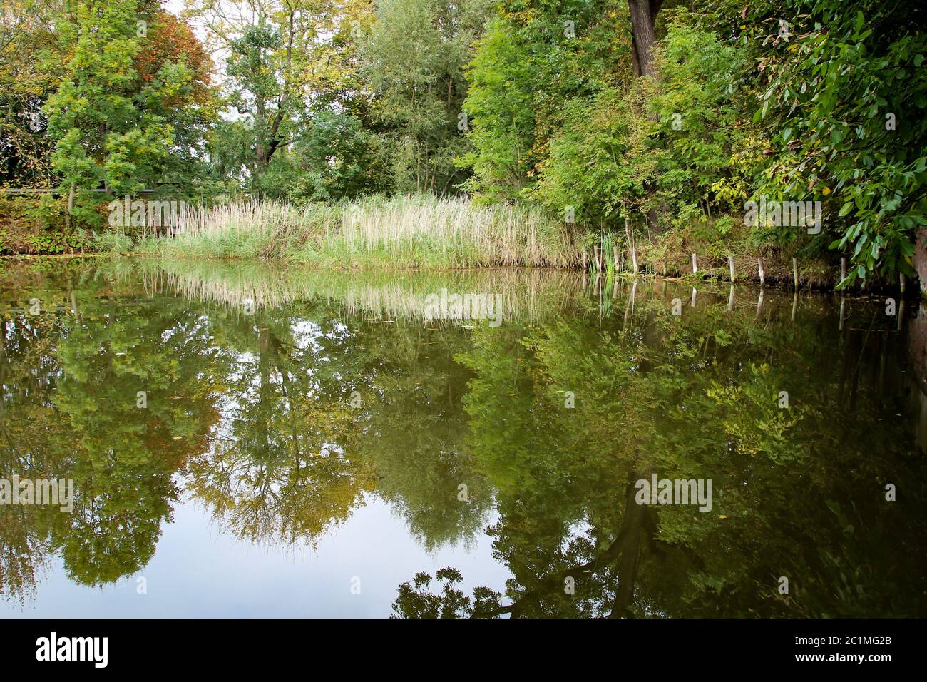 Jungle pond hi-res stock photography and images - Alamy