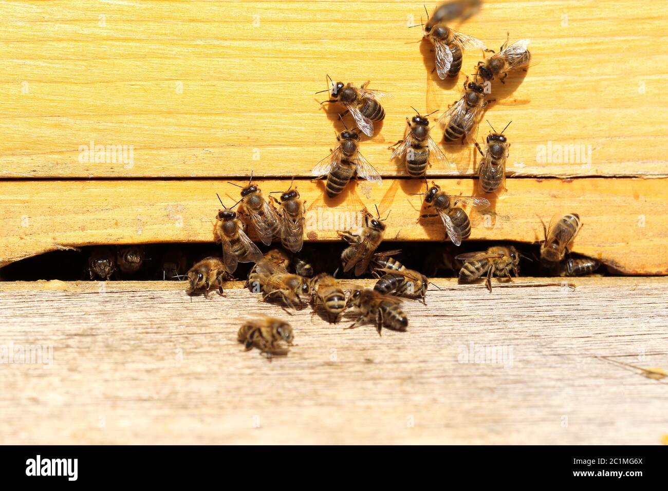 honey bees are flying to a bee hive entry Stock Photo