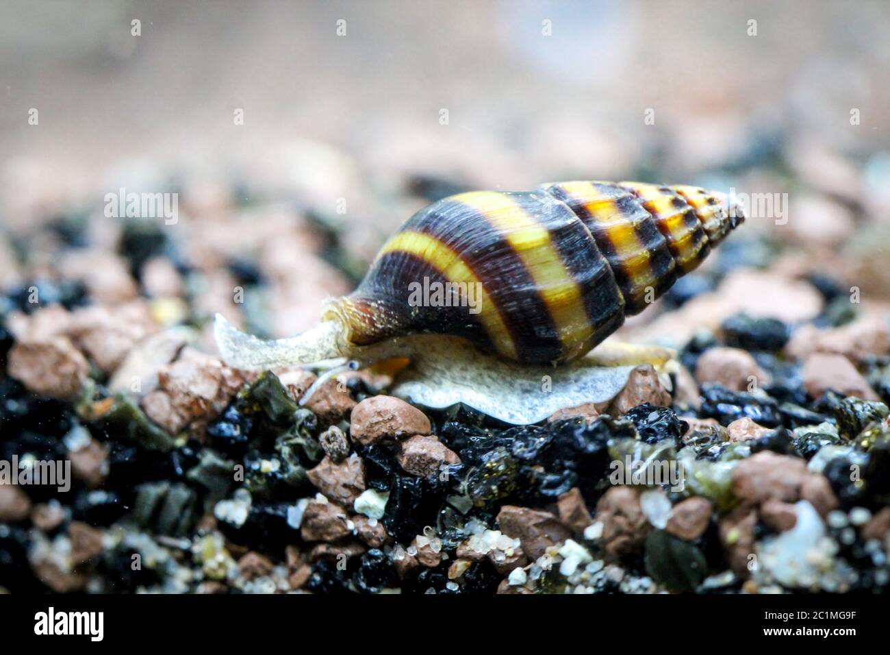 Snail (Clea Helena Stock Photo - Alamy