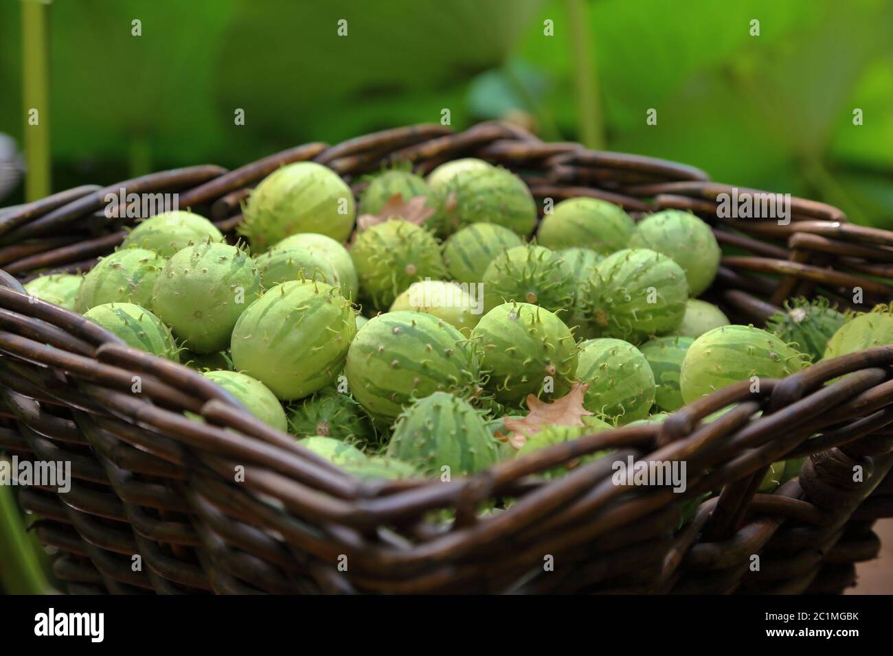 Bright green fruits of Melothria. Exotic cucumber from the family of pumpkin Stock Photo