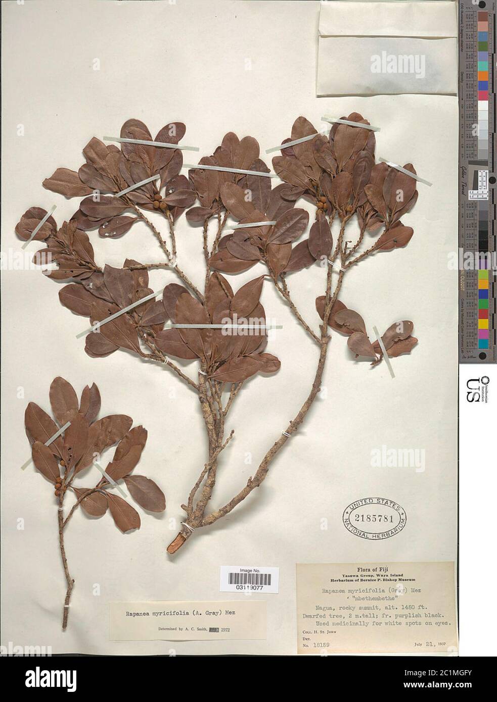 Rapanea myricifolia A Gray Mez Rapanea myricifolia A Gray Mez. Stock Photo